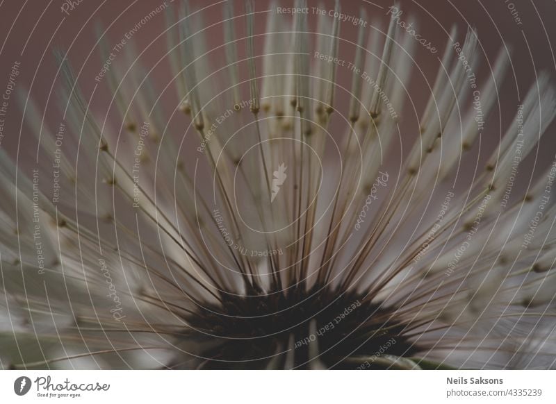 tender dandelion in a field in green grass - Tragopogon pratensis. Dandelion seed head in meadow, close-up nature. Macro shot of seed head abstract allergy