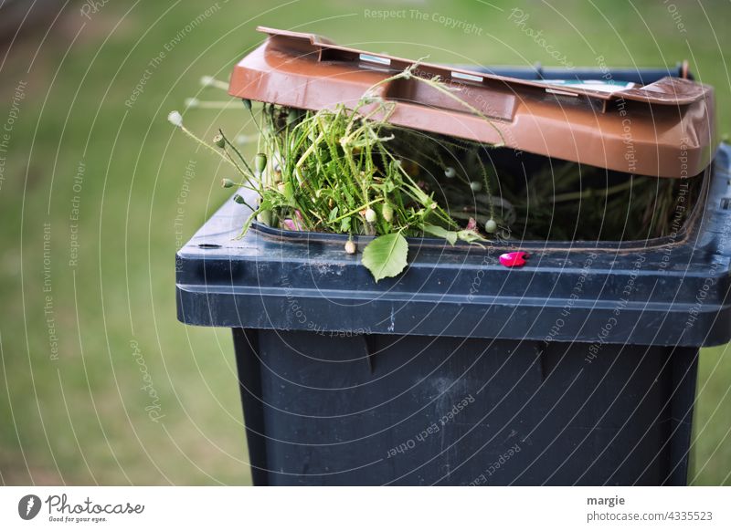 Mo(h)ntag over! Poppies for the bin! Poppy Flower Summer Corn poppy Nature Trash Trash container Biogradable waste Organic waste bin Blossom leave Green