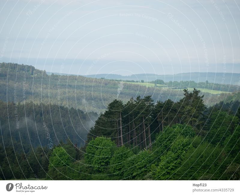 Landscape in summer Nature Close-up Rural Sky Tree Exterior shot Blue Deserted Day Colour photo Sunlight Weather Contrast Shadow Light Forest Plant Green Clouds