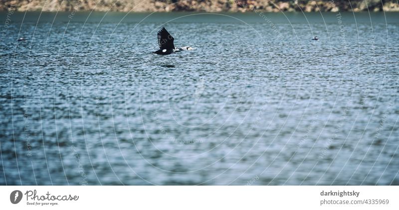 Cormorant (Phalacrocorax carbo) with winter plumage flying low and fast over a large lake flight low flying Deep Bird Avifauna Lake Lake Bigge River dam