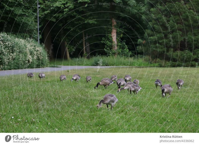 flock of geese feeding in the park Canada geese wild geese Flock of Geese Meadow Grass Lawn To feed flock of birds Park Nature out Many Free Wild trees