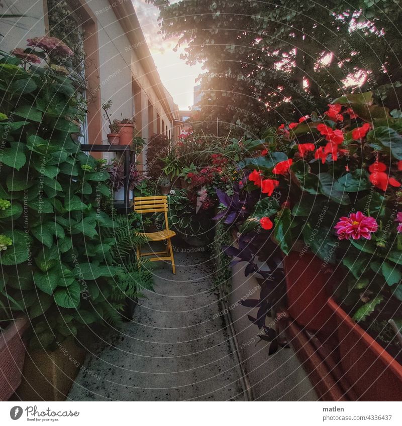 balkonies Balcony, Chair, plants House (Residential Structure) Courtyard variegated Sunlight Tree Sky