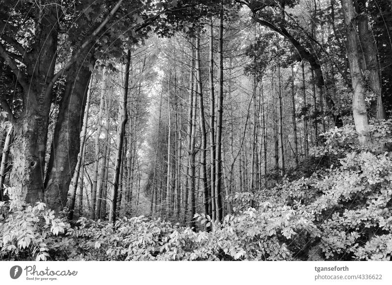 View into the forest Forest Frame Muzzle Creepy Fear Threat Nature Exterior shot Deserted Day Landscape Plant Tree Deciduous tree