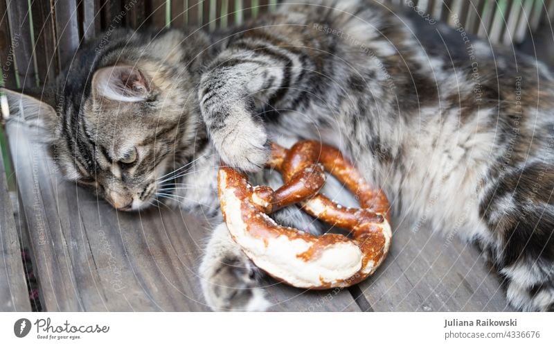 Cat with pretzel Pretzel Animal Bavarian Oktoberfest Eating traditionally Munich Tradition German pussycat cute Pet Germany Snack Food Breakfast Wood Delicious