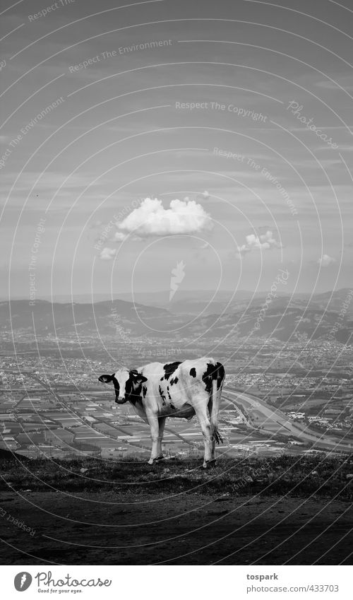 Cow with a view Mountain Hiking Environment Nature Landscape Clouds Summer Beautiful weather Alps Peak Switzerland Appenzell 1 Animal Vacation & Travel Stand