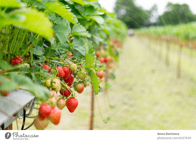 Strawberry picking in the farm strawberry harvesting farming grow field crop ripe summer garden plantation cultivation red fruit organic season fresh