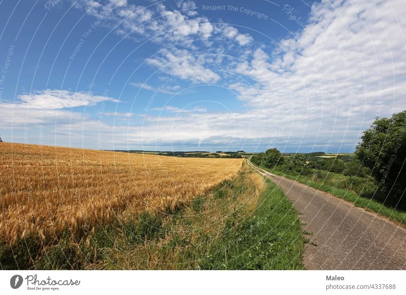 Summer landscape with fields and meadows on a clear day green sky grass cloud summer nature blue rural sun hill spring horizon pasture outdoor idyllic sunlight