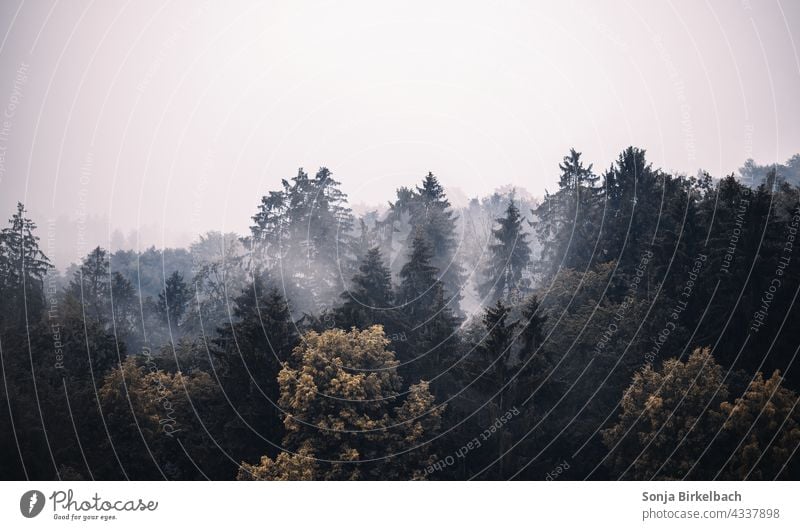 Gloomy forest landscape with different trees, mixed forest in fog Forest forests Tree Coniferous forest Deciduous forest Mixed forest Fog Moody Weather Autumn