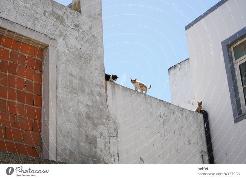 Young wild european shorthaired cats on a wall Cat Domestic cat pets young cat observantly One animal feline eye contact purebred cat short-haired