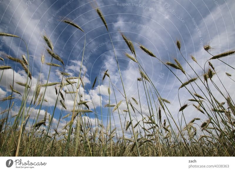 worm's-eye view Wind Nature Summer Cornfield Clouds Yellow Blue Sky Blue sky Wheatfield Grain field acre Agriculture Barley Barleyfield Field Harvest