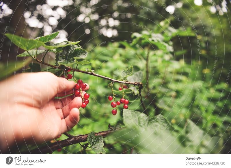 pick currants fruit Pick Garden self-catering Redcurrant Hand salubriously Fresh Delicious Harvest Healthy Eating Berries