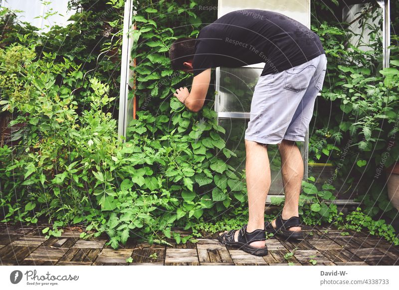 Man standing in front of a greenhouse harvesting Greenhouse reap Gardening plants Environment Vegetable self-catering Sustainability Extend scan proliferate