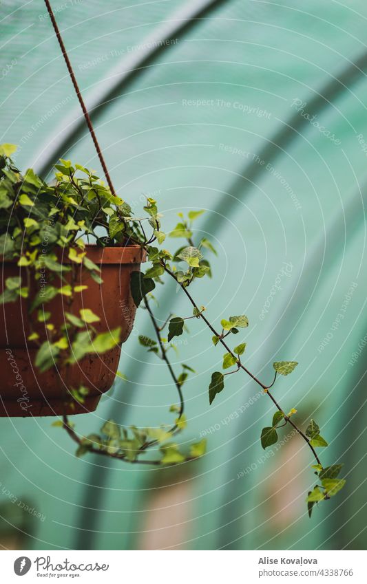 Ivy in a pot Nature plants wax Green flora Summer Growth Botany naturally Environment Leaf