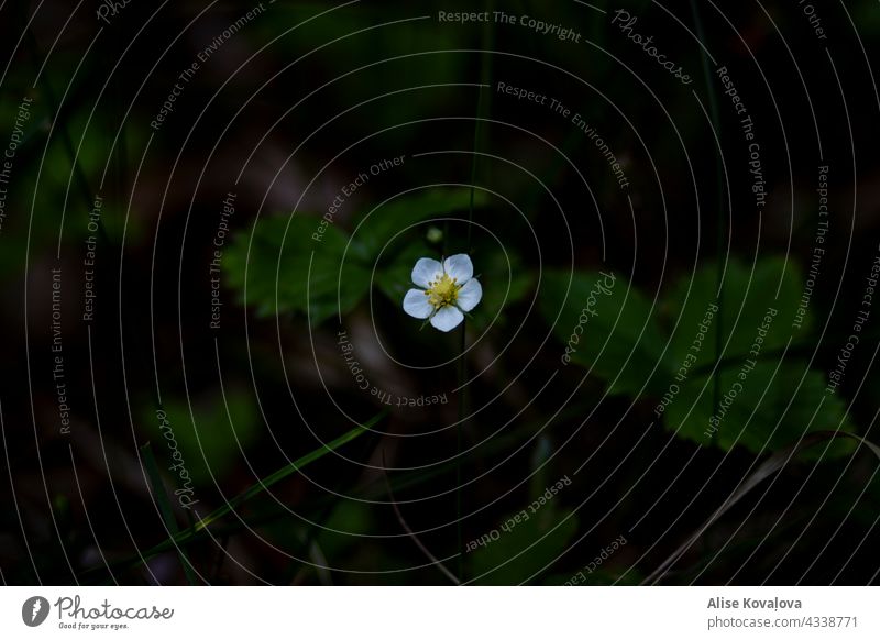 wild strawberry blossom Blossom Forest Strawberry Wild Dark background Green Wild plant Close-up Colour photo Nature Plant Environment white petals