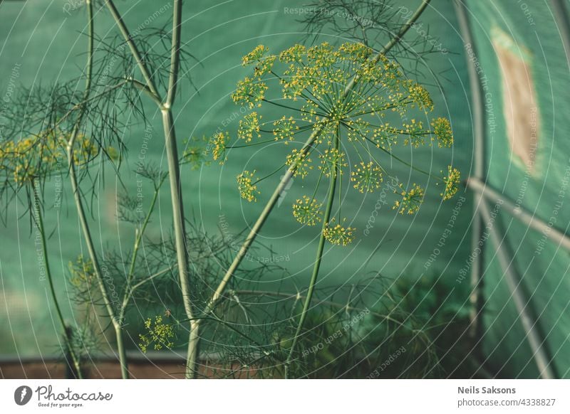 aromatherapy and fresh flavoured snack in green greenhouse abstract agricultural agriculture beautiful beauty bloom blooming blossom blossoming botanical botany