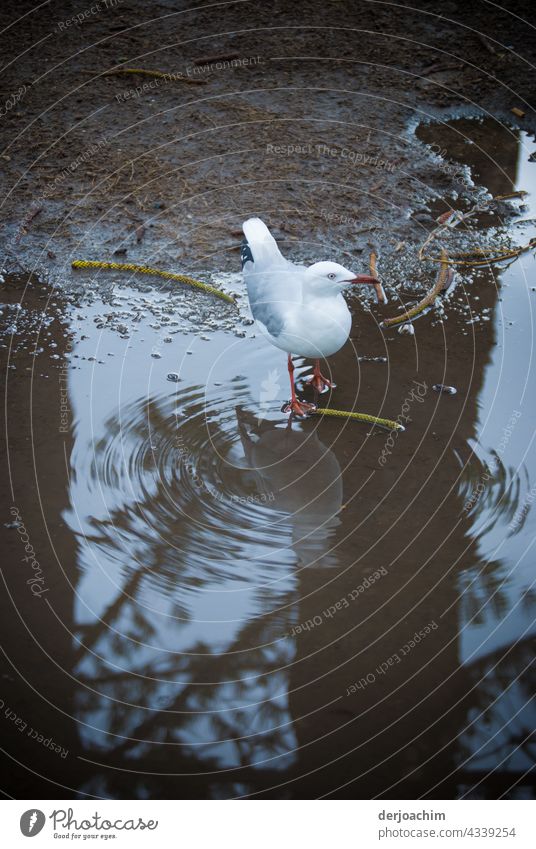 A seagull stands in a puddle of water with water rings starting from it. Also a reflection, with the tree standing behind it. Bird Black-headed gull Animal