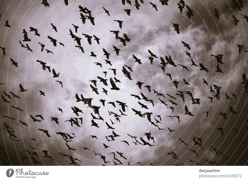 A huge flock of birds meet in the darkened sky, with clouds. Nature Colour photo Animal Exterior shot Wild animal Deserted Flying naturally Environment Movement