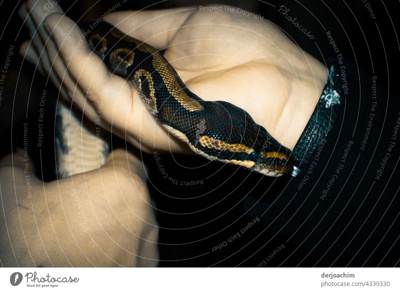 Cuddly and warm. The little snake is so hand-warm. It slithers up your arm. Snake Colour photo Wild animal Animal Close-up Animal portrait Nature Animal face