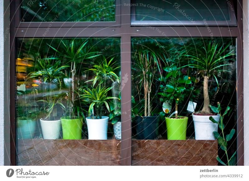 Flower pots in the window Old building on the outside Facade Window House (Residential Structure) rear building Backyard Courtyard Interior courtyard downtown