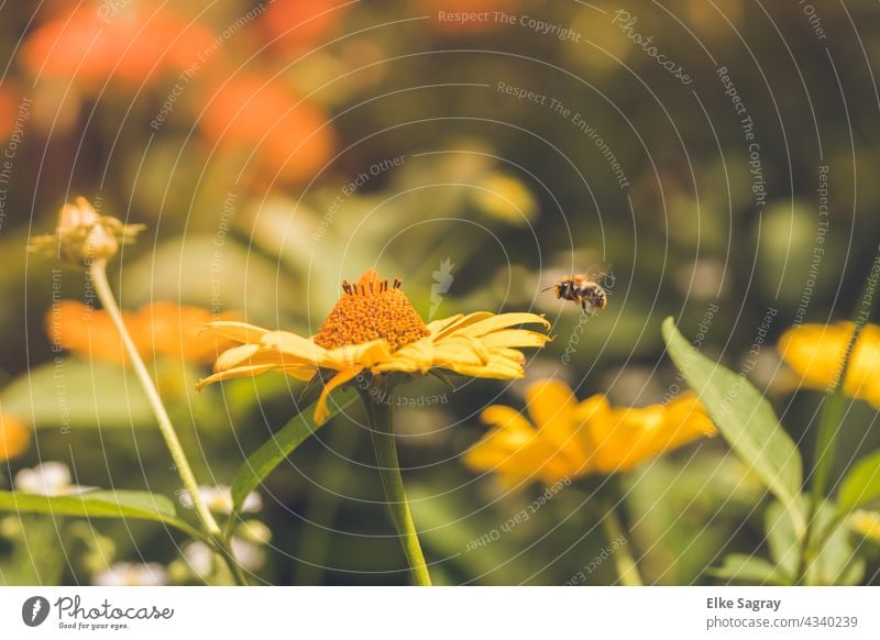 Bee inbound... Flower Insect Blossom Macro (Extreme close-up) Close-up Summer Exterior shot Copy Space top Colour photo Shallow depth of field Deserted