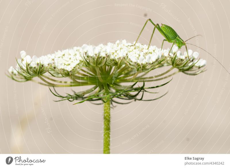 Grasshopper on wild carrot blossom shortly before take off Blossom Insect grasshopper Nature Green Exterior shot Colour photo Macro (Extreme close-up)