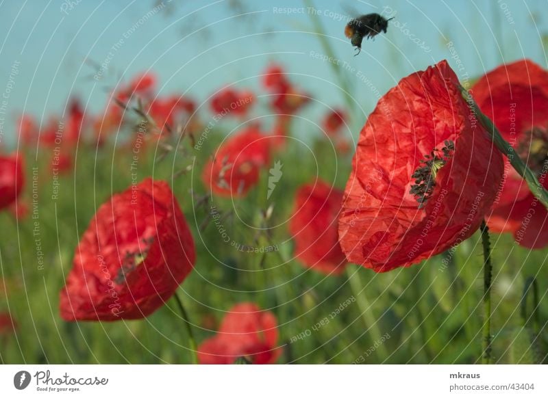 bumblebee flight Poppy Bumble bee Flower red poppy