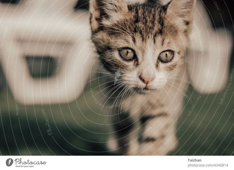 Kitty close up portrait . Pet concept fluffy furry mammal pet purebred adorable cat feline funny gray kitten kitty looking pretty breed domestic face one young