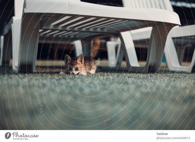 Kitty playing under the sun over a beach recliner fluffy mammal pet sleep adorable cat feline kitten kitty domestic portrait young animal cute sunny beautiful