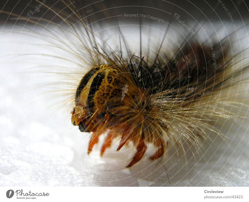 Come closer Gypsy moth Insect Moth Color gradient Animal Macro (Extreme close-up) Close-up Caterpillar Bright sponge crank hair insects colour tone animals