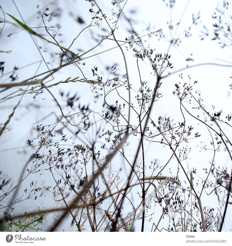 grass in the wind Grass Plant Worm's-eye view Delicate Growth havoc Muddled Sky Stalk disorientation Fine light progression Nature Environment grasses together