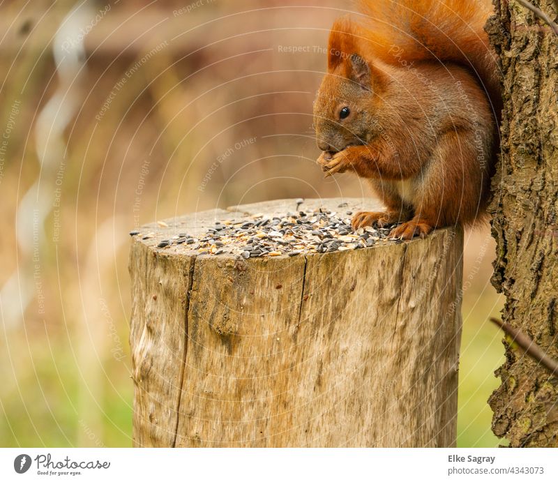 Close up of a sitting reddish brown squirrel leaning against a tree trunk Squirrel To feed Animal Nature sciurus vulgaris Tree Exterior shot Colour photo