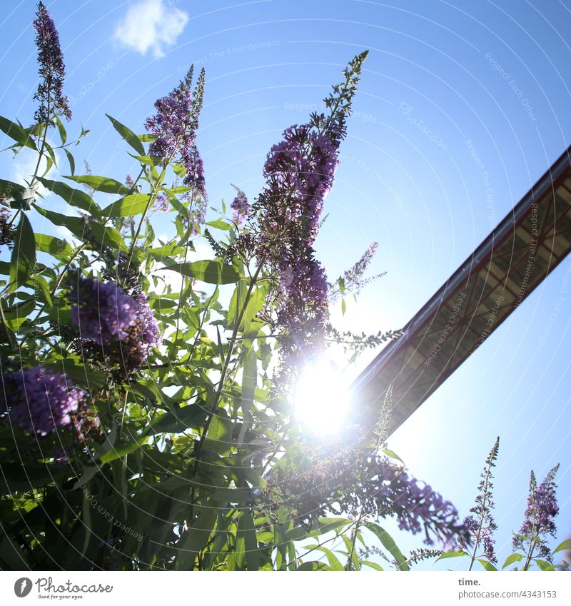 Colliery Garden butterfly tree Conveyor belt Flower Blossom Curiosity Brash Growth especially Pride allegory Branch Twig Leaf Affection Approach plump vivacious