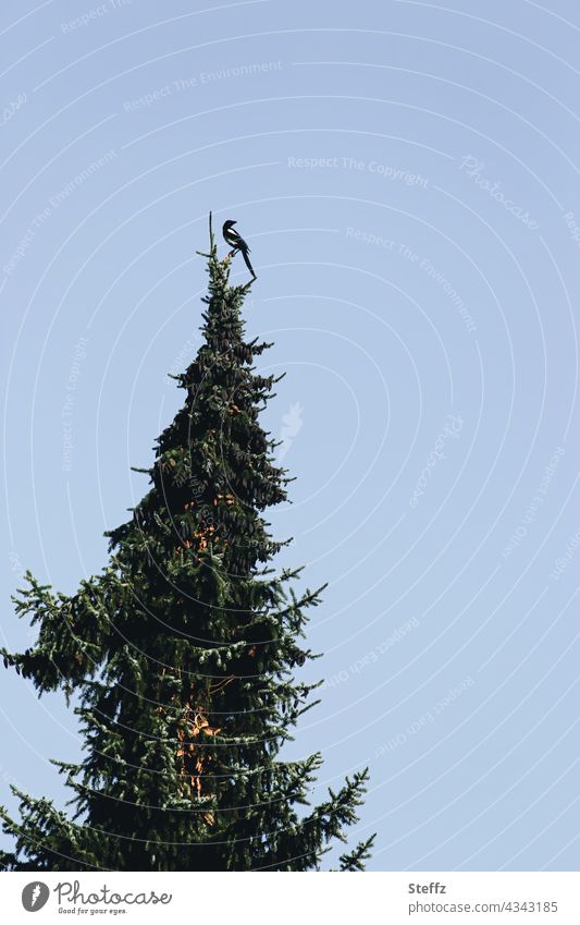 a magpie high up on an observation post Black-billed magpie Raven Bird Wild bird Treetop Observe Overview Review look around Point Above Tall observation posts