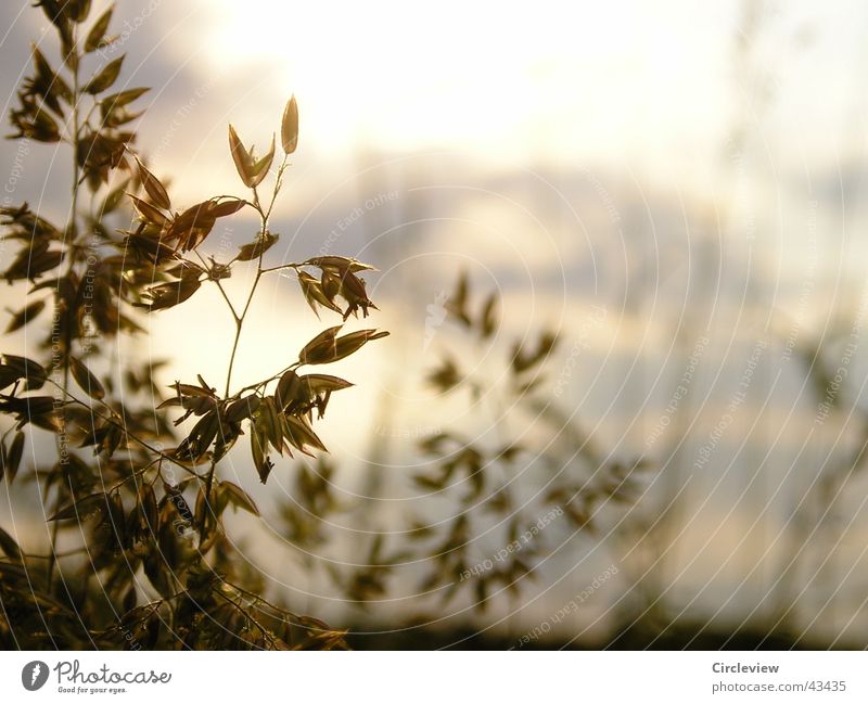 Evening at the lake Light Back-light Sunset Plant Nature Close-up Macro (Extreme close-up)