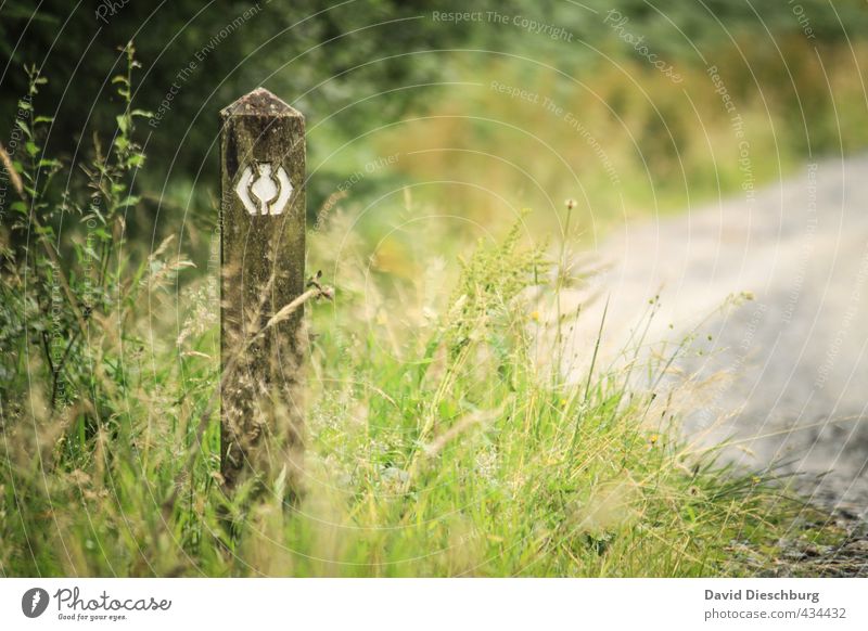 West Highland Way Vacation & Travel Trip Adventure Far-off places Freedom Expedition Summer vacation Hiking Nature Beautiful weather Plant Grass Foliage plant