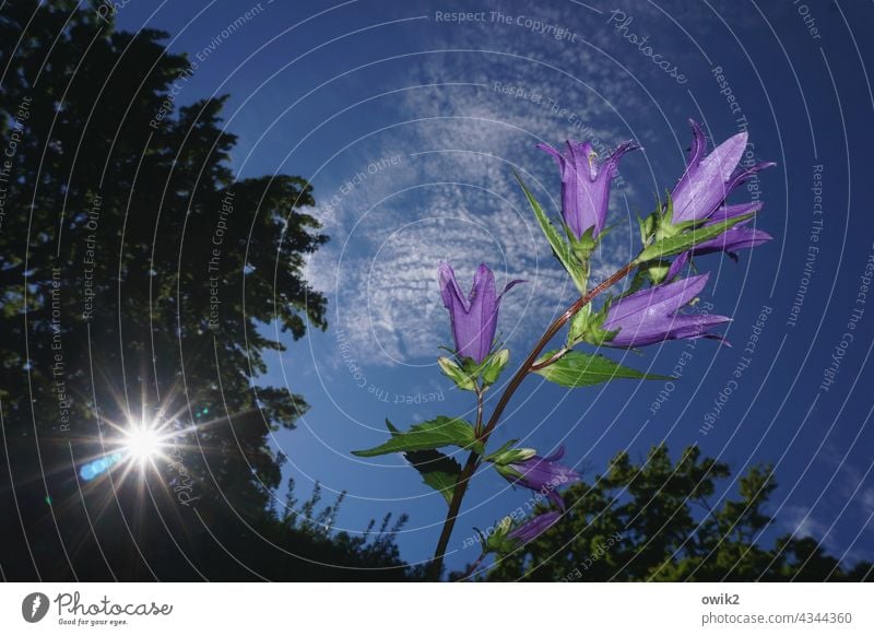 campanula Bluebell Elegant Violet Near Small Blossoming Plant Nature Environment Moody Idyll Colour photo Detail Deserted Copy Space right Copy Space top