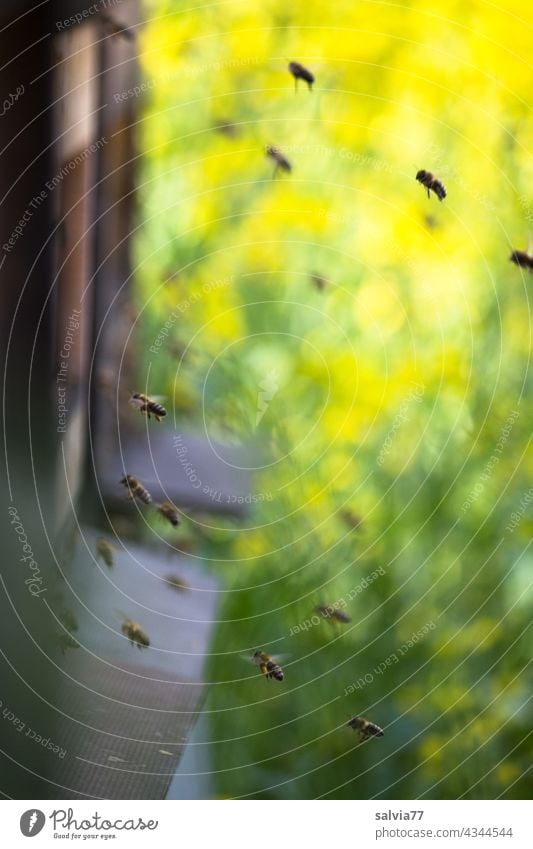 Beehive in the rape field Honey bee Bee-keeping bees Flying Work and employment Insect Diligent Farm animal Flock Teamwork Colour photo Exterior shot Buzz