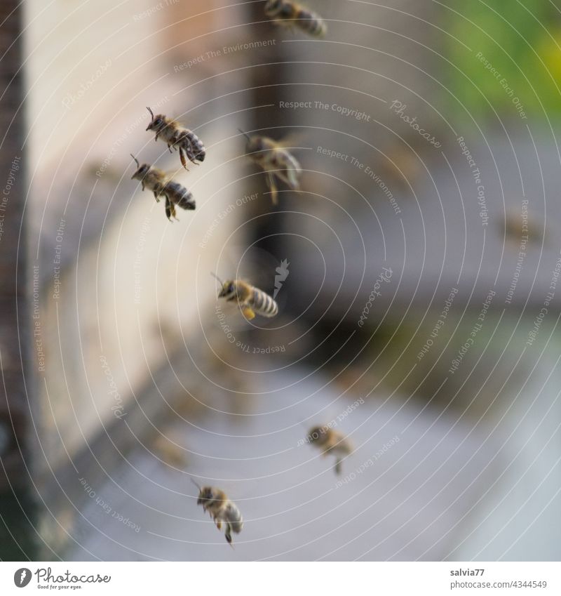 bee flight bees Honeybees Bee-keeping Flying Beehive Insect Nature Work and employment Diligent Teamwork Endurance Flock Honey bee Farm animal Deserted