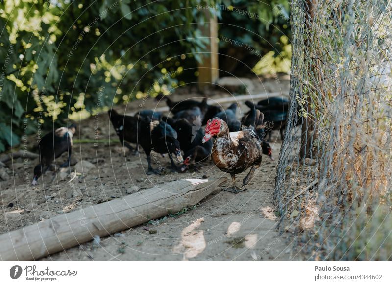 Flock of ducks Flock of birds Duck Group of animals Exterior shot Environment Deserted Nature Animal Bird Farm Poultry Colour photo Free domestic animal