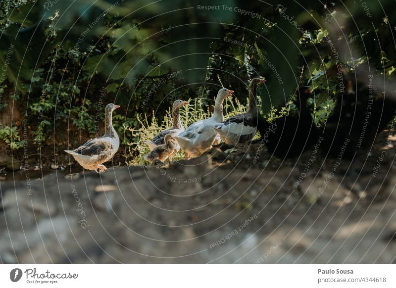 A flock of geese Goose goose birds Freedom Environment Animal Nature Exterior shot Bird Farm Farm animal Flock Colour photo Group of animals Movement Authentic