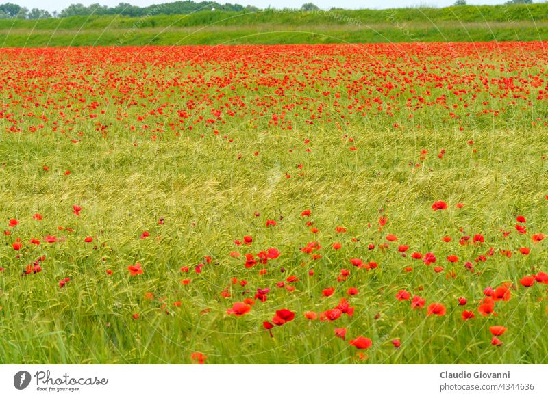 Rural landscape in Pavia province between Ticino and Po rivers. Poppies Europe Italy Lombardy agriculture color day field flower nature outdoor photography