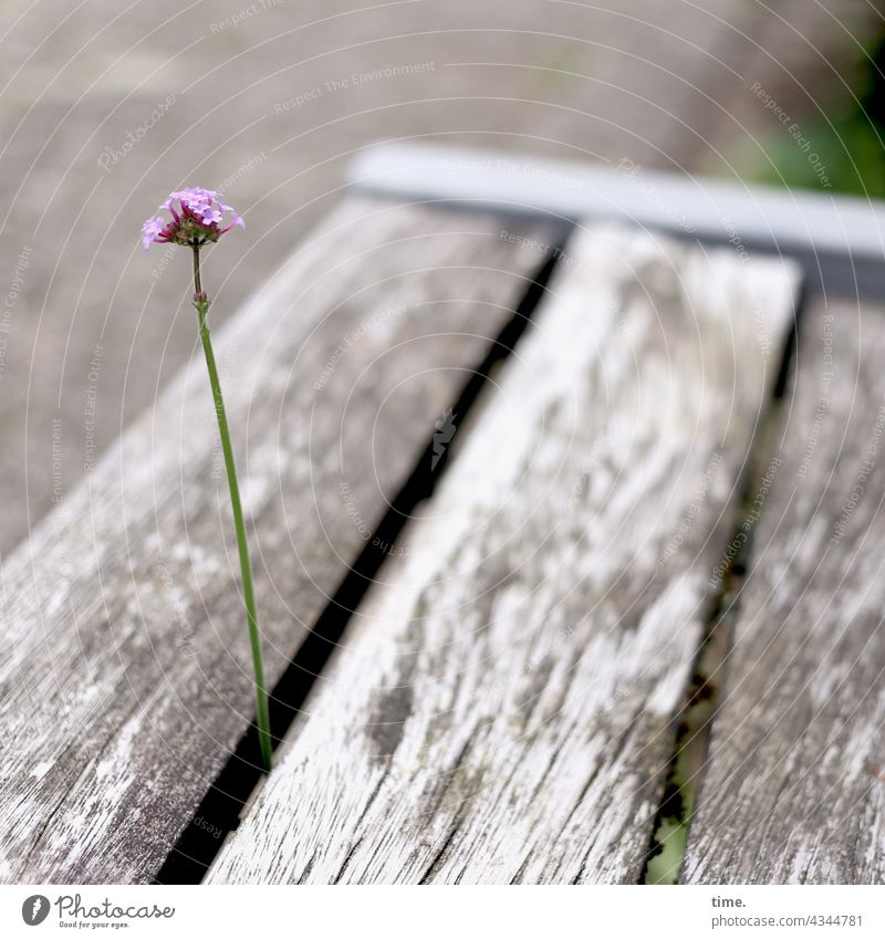 Air upwards Flower Blossom bench crack Curiosity Brash Growth Gap creatively especially erupt Outbreak Pride allegory Park bench