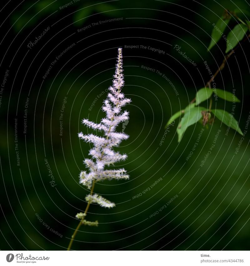 affection Flower Blossom Curiosity Brash Growth especially Pride allegory Branch Twig Leaf miscellaneous Affection Approach Astilbe Genus Astilbe