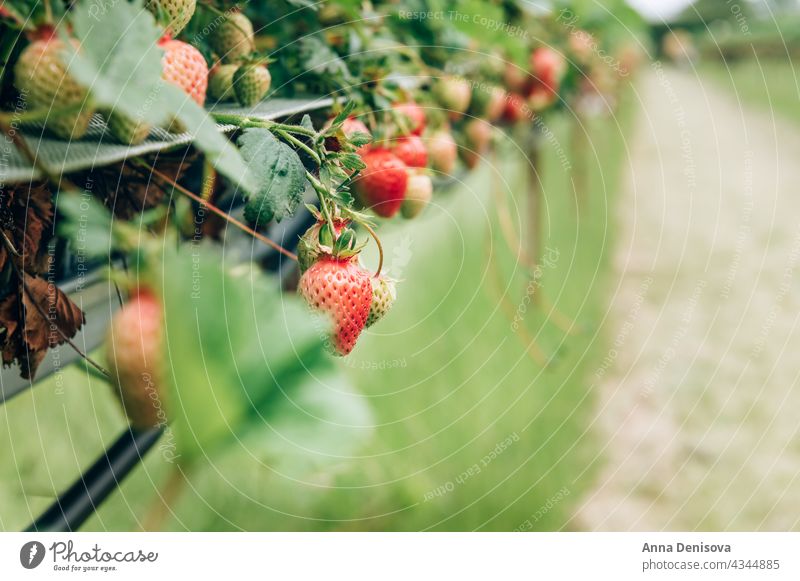 Strawberry picking in the farm strawberry harvesting farming grow field crop ripe summer garden plantation cultivation red fruit organic season fresh