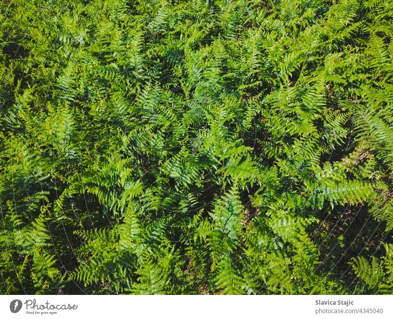 Green leaves of fern fronds. Background of wild green fern blooming in Summer. Top view horizontal outdoors copy space pattern background scenic organic trail