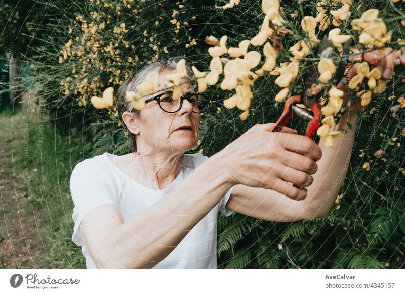 gardening and people concept - happy senior woman planting flowers at summer garden grandmother person elderly retired mature pensioner retirement aged hat