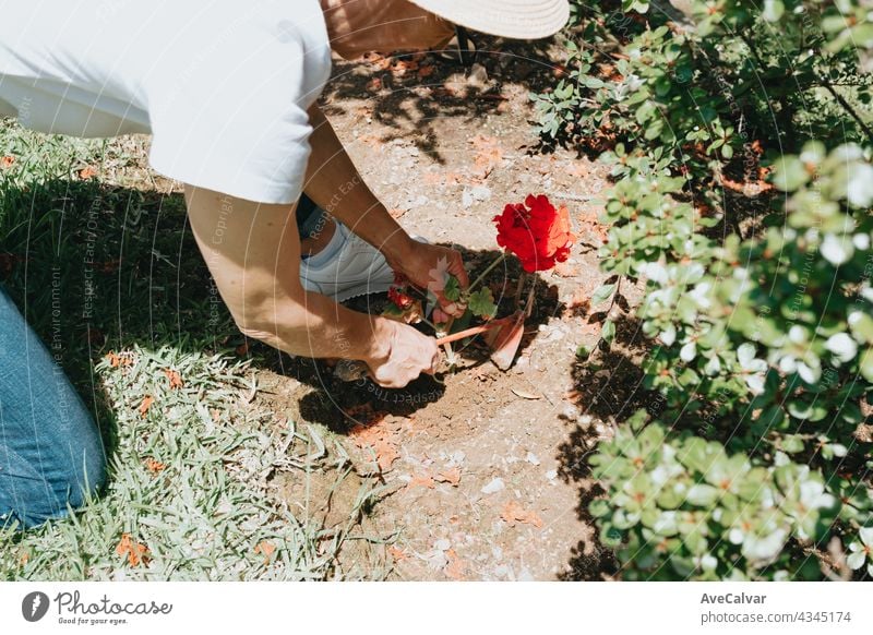 Hand growing seeds of vegetable on sowing soil at garden metaphor gardening, agriculture concept. care holding beginning environmental growth human life dirt