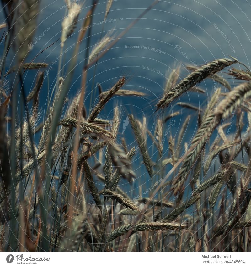 Grain field (rye) in sunlight in front of dark storm clouds cereal cultivation corn stalk Cereal plant Rye Rye field Rye ear Rye Fields Storm clouds