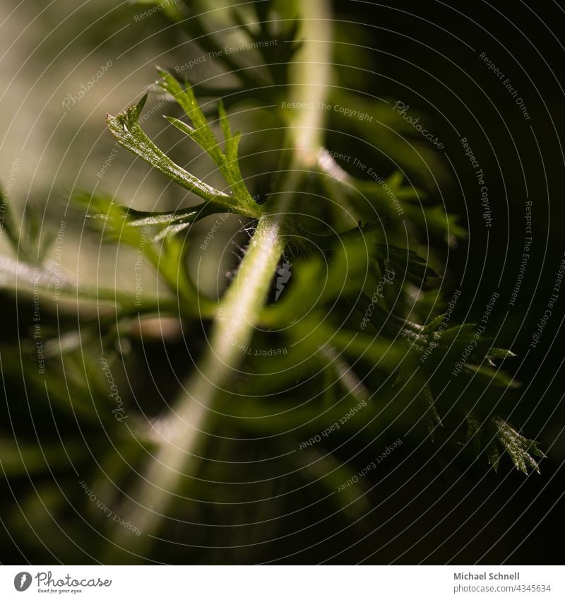 Part of a green plant Green Foliage plant Green plants Leaf Plant Nature Colour photo Exterior shot Detail Macro (Extreme close-up) Close-up Summer blurriness