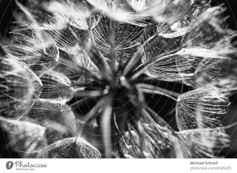 Macro shot of a dandelion Inside Dandelion Interior shot inboard Close-up Detail Macro (Extreme close-up) Plant Delicate Fine Easy Airy slender